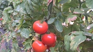 Adilcevazdaki seralarda domates üretimi devam ediyor