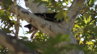 Ağaçta mahsur kalan kedi aşağı atlayınca yürekleri ağızlara getirdi