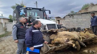 Ahıra girdiğinde 130 koyunu telef olmuş halde buldu