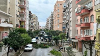 Akdenizde budama çalışmaları sürüyor