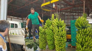Alanyada muz hasadı başladı, rekoltenin 150 bin tonu bulması bekleniyor