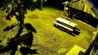 Armut ağacına çıkarak karınlarını doyuran ayılar kameraya yansıdı