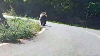 Asfalt yola inen boz ayı böyle görüntülendi