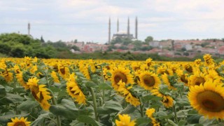 Aşırı sıcaklar ve kuraklık ayçiçeğini vurdu