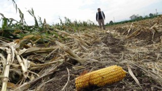 Aşırı yağışlar silajlık mısır tarlalarını vurdu