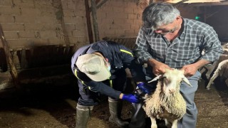 Aslanapada küçükbaş ve büyükbaş hayvan aşılama çalışmaları