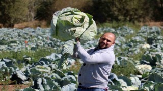 Ata tohumundan üretilen dev lahanaların hasadı başladı