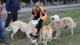 Atakum Belediyesinden patili dostlara 32 ton mama desteği