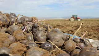 Avrupalı kadınların gözdesi mor patatesin üretimi Anadoluya yayılıyor