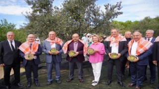 Ayvalık zeytinine uluslararası festival hasatı