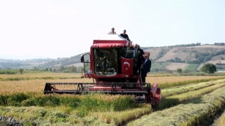 Bafra Ovasında çeltik hasadı: İlk hasat Vali Tavlıdan