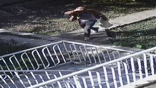 Bağ faresi serbest bırakıldı