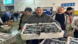 Balık mezadında kasalar dolusu hamsi kapış kapış satıldı
