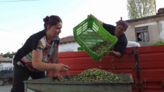 Balıkesirde yeşil zeytin alımı başladı