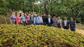 Başkan Güler kestane hasadına katıldı