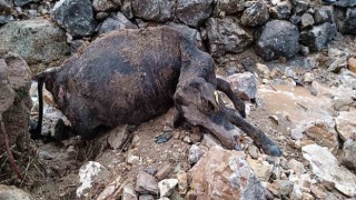 Batmanda sağanak yağış nedeniyle köy yolları bozuldu, 2 inek telef oldu