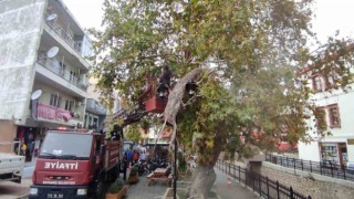 Bayramiçte 200 yıllık çınar ağacının dalı koptu, aydınlatma direği faciayı önledi
