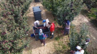 Beyşehirde elma hasadı sürüyor