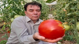 Bilecikte 1 kilo 712 gramlık domatesi görenler şaşkınlıklarını gizleyemedi