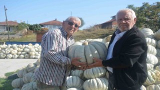 Bilecikte 20 ile 30 kilogram ağırlığında gelen kestane kabağı hasadı başladı