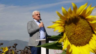Bolunun yeni gözdesi ‘yağlık ayçiçeği, 3 yılda üretim 2 katına çıktı
