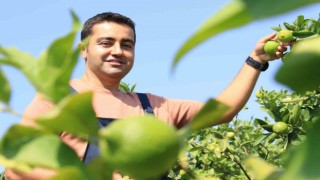 Bu limon yeşil limon fiyatı: 40 TL, diğerleri 3 TL