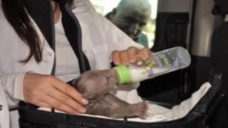 Bu yıl 8 bin 18 yabani hayvan yeniden doğaya kazandırıldı