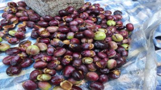 Burhaniyede kırma zeytin sezonu başladı