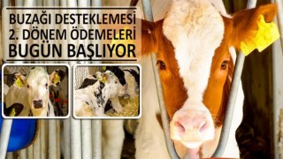 Buzağı desteklemesi 2nci dönem ödemeleri bugün başlıyor