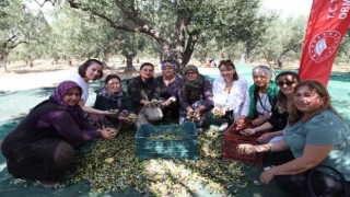 Çanakkalede zeytin hasadı şenlikle başladı