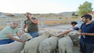 Çankırıda üreticilere merinos koç dağıtıldı