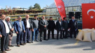 Çiftçilere buğday tohumu dağıtıldı