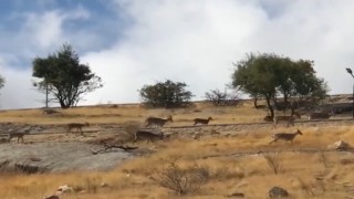 Dağ keçileri sürü halinde görüntülendi