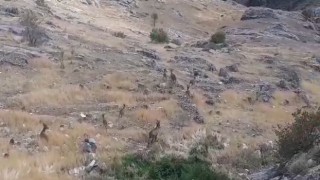 Dağ keçileri sürü halinde Harputta görüntülendi