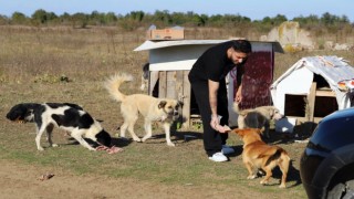Daha sonra alacağız diyerek 80 köpeği boş araziye bıraktılar