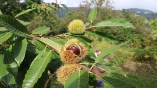 Defneden 16,5 milyon, kestaneden 2,4 milyon TL gelir
