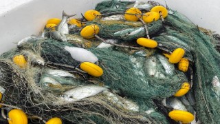 Denizlerin efesi lüfer göründü: Balıkçılar 3 bin adet yakaladı