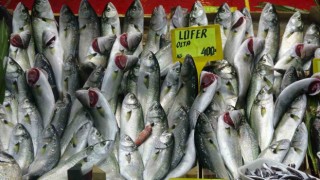 Denizlerin prensi lüfer yarı yarıya ucuzladı