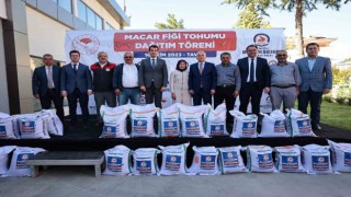 Denizlide 1460 üreticiye 146 ton Macar fiği tohumu dağıtılıyor