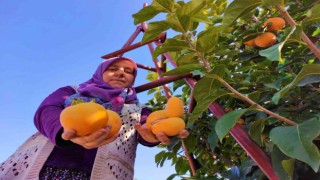 Denizlide cennet hurmasında hasat zamanı