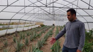 Derecikte ilk kez yetiştirilen aloe vera üreticiyi memnun etti