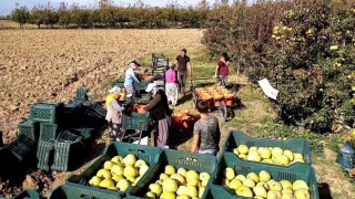 Deveci armudu yüzleri güldürdü