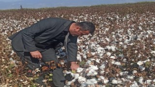 Didimde pamuk hasat kontrolleri devam ediyor