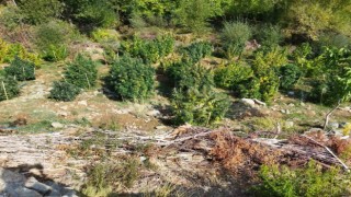 Diyarbakırda 121 kilo esrar, 350 bin kök skunk ve kenevir ele geçirildi
