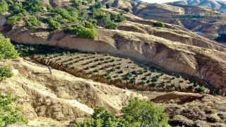 Diyarbakırda 2 milyon 64 bin kök kenevir ve skunk ile 812 kilo esrar ele geçirildi