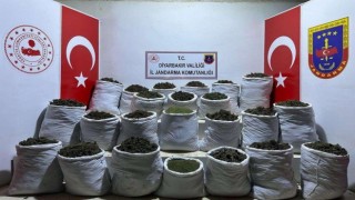 Diyarbakırda 435 kilo esrar ve 632 bin 120 kök esrar bitkisi ele geçirildi