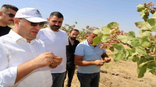 Diyarbakırda fıstık hasadına başlandı
