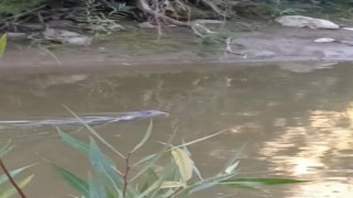 Diyarbakırda su samuru görüldü