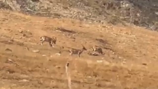 Diyarbakırda yaban keçileri görüntülendi