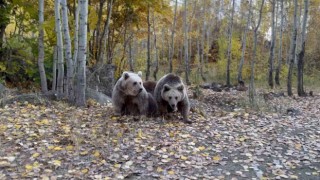 Doğa fotoğrafçısının ayılarla Kürtçe diyaloğu gülümsetti